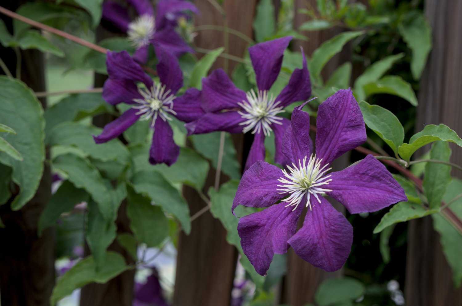 Clématite étoile violette (Warszawska Nike)