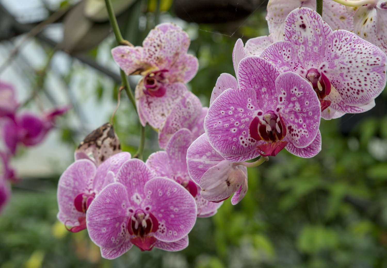 Orchidée pourpre