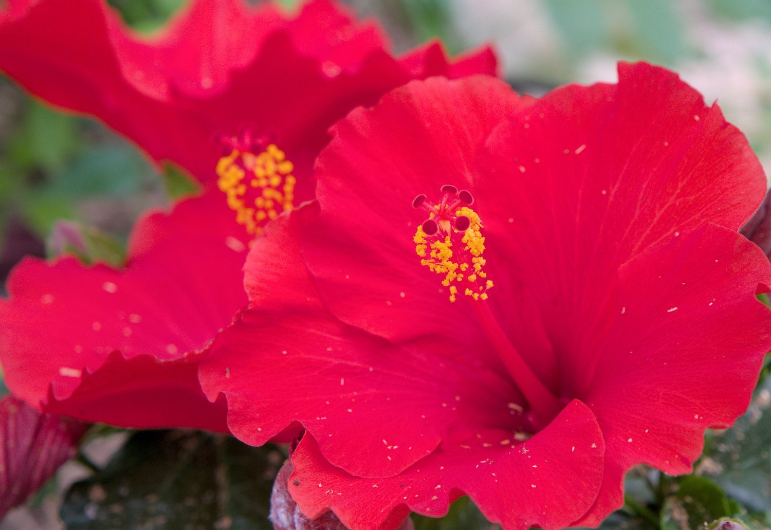Hibiscus