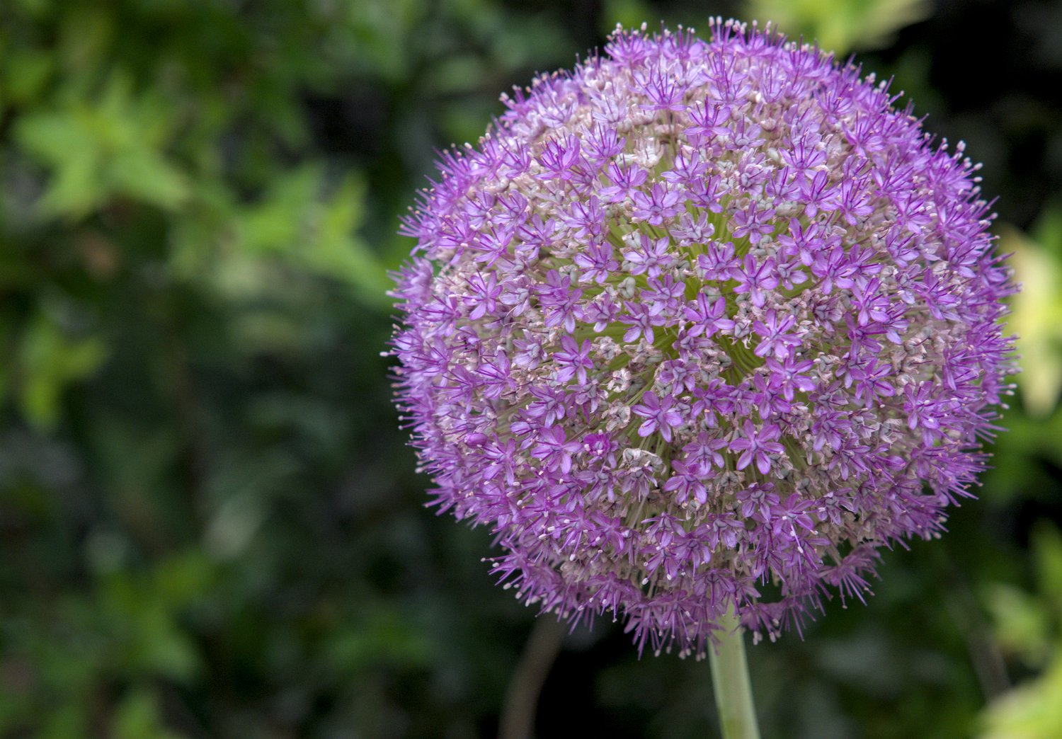 Allium