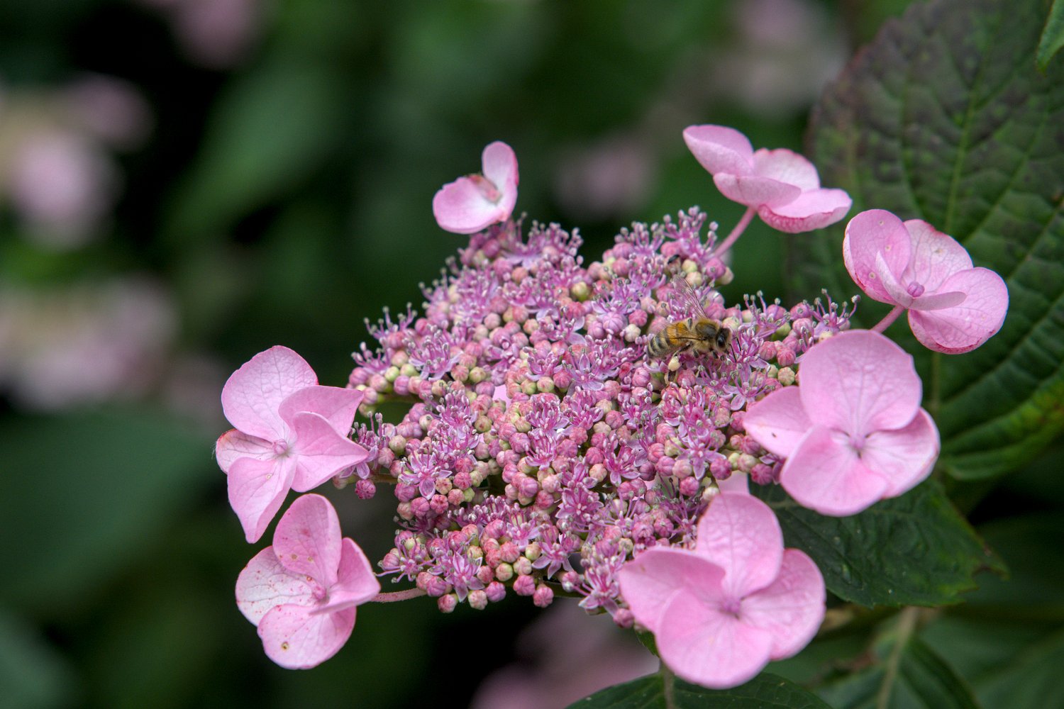 Hortensia Hydrangea macrophylla