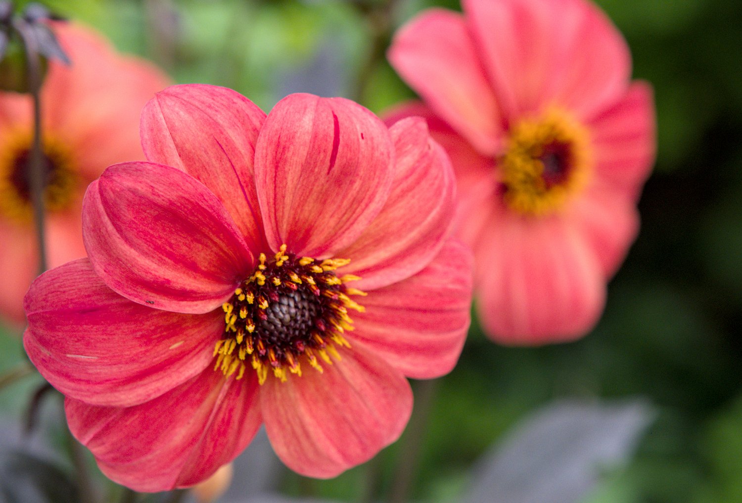 Dahlia Dahlegria tricolore