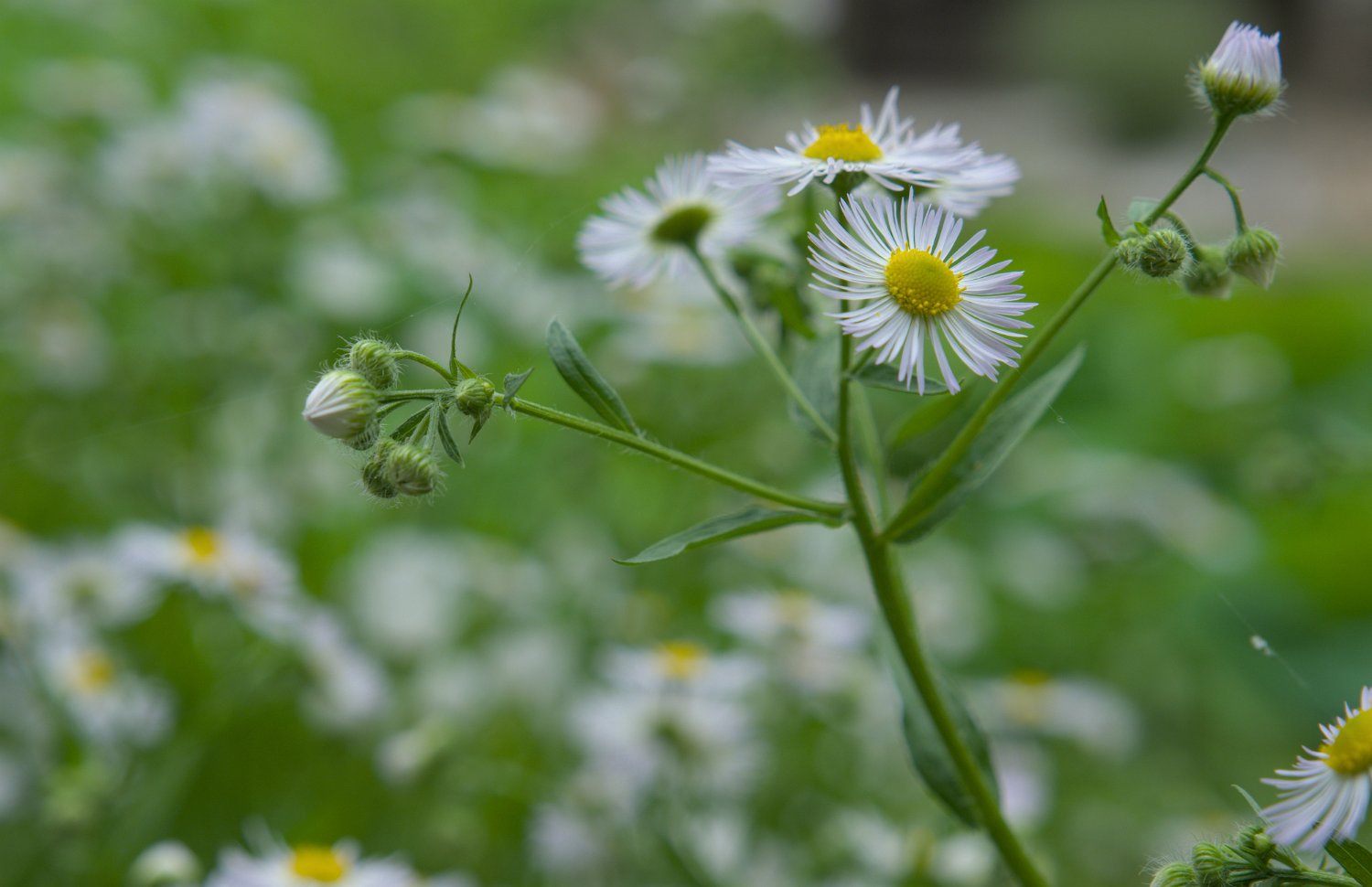 Vergette annuelle (Erigeron strigosus)
