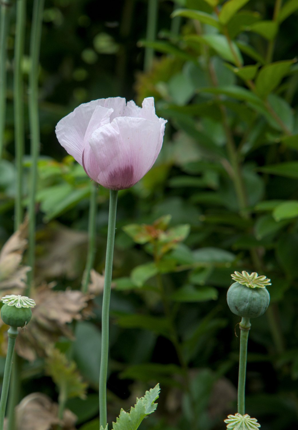 Fleur et capsule de pavot