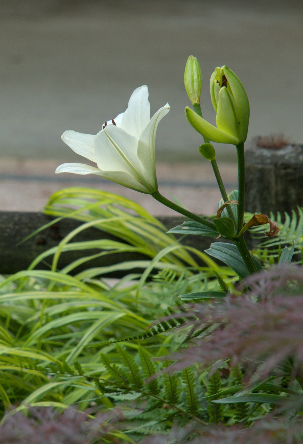 Lys