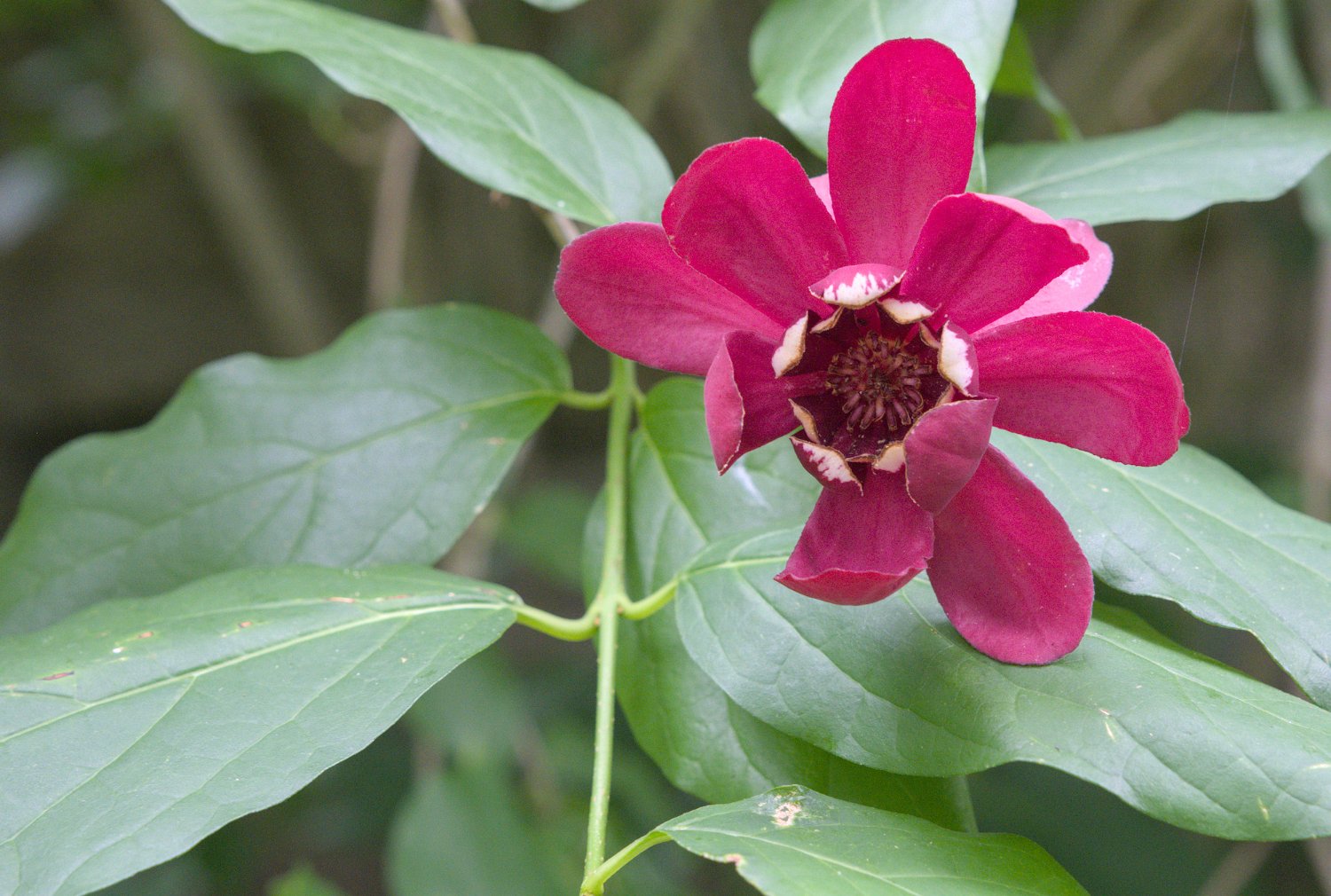 Calycanthus aphrodite