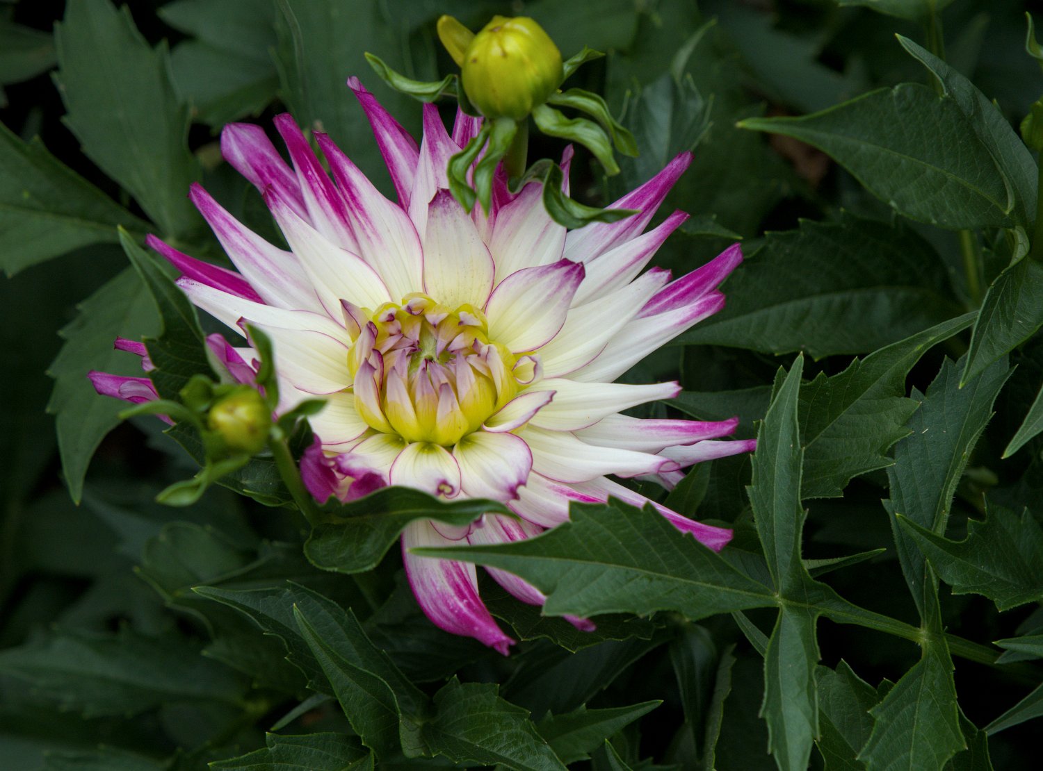 Dahlia