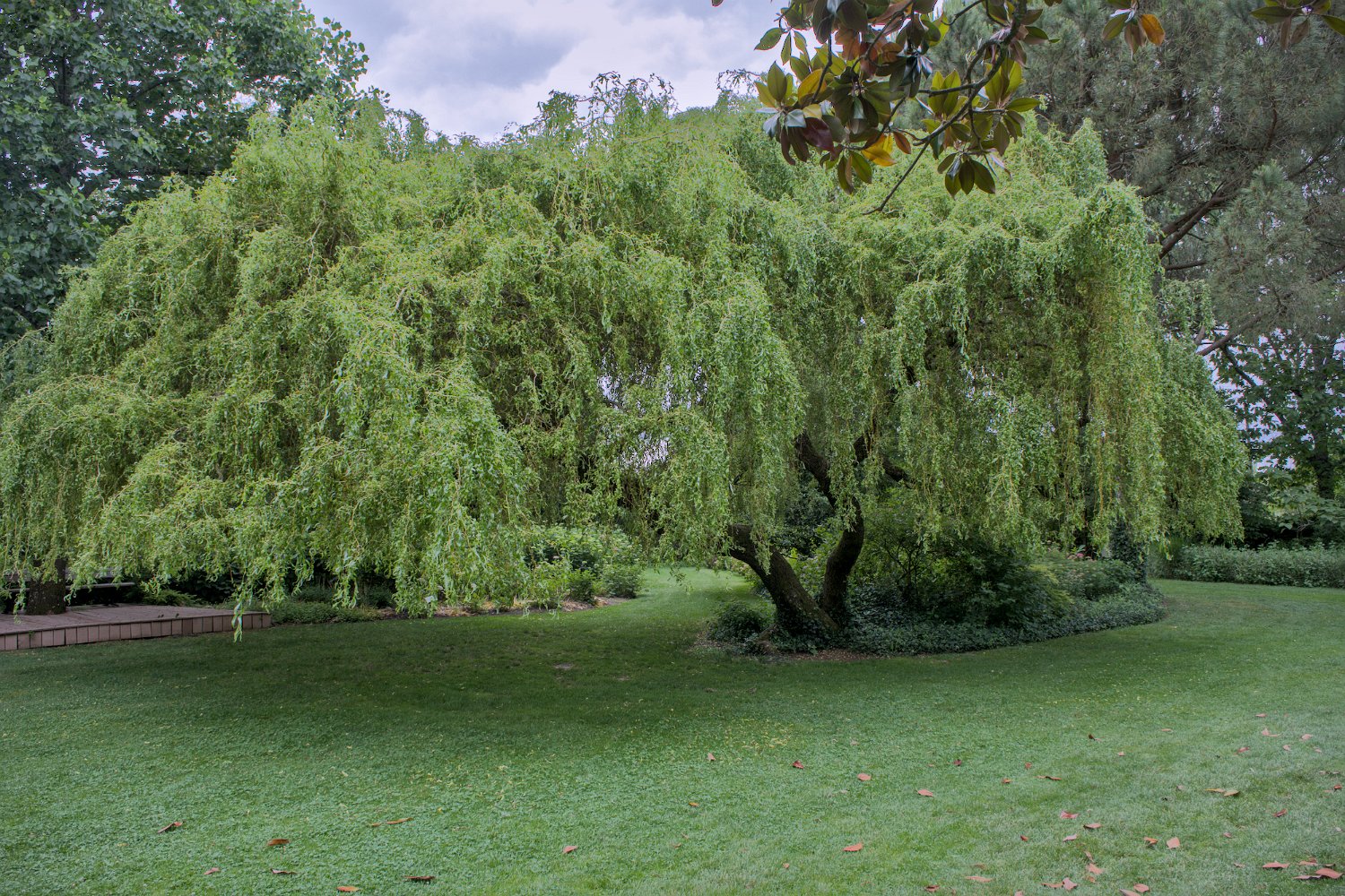 Saule de babylone (Salix babylonia)