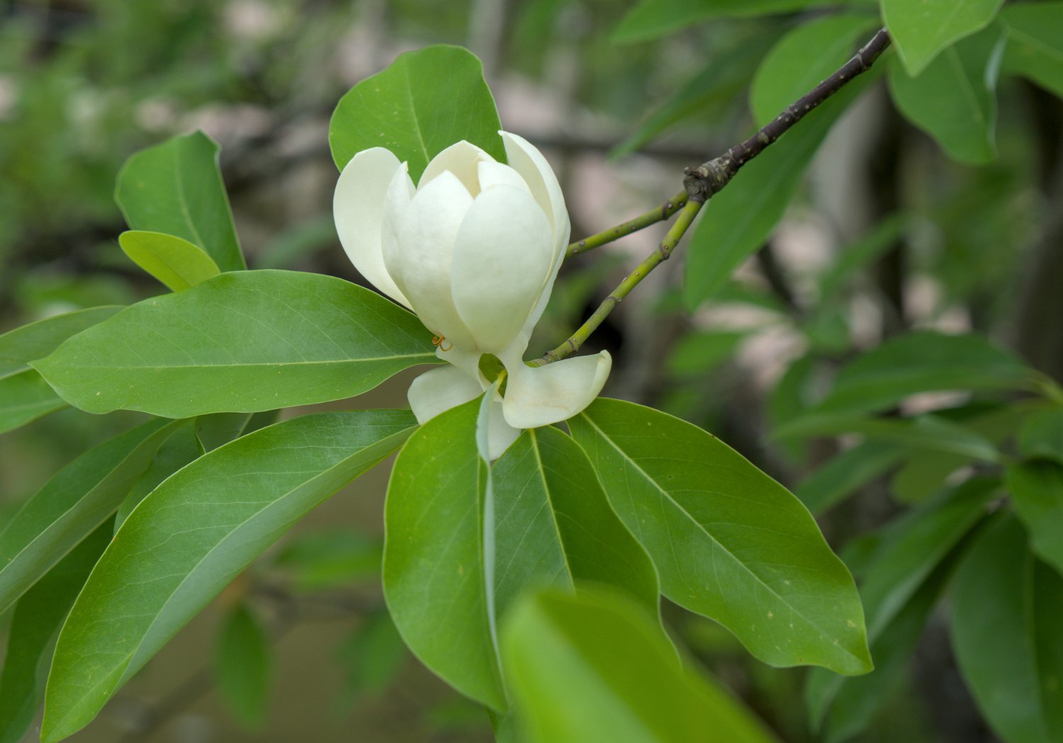 Fleur de magnolia