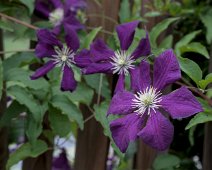 Clématite étoile violette (Warszawska Nike)