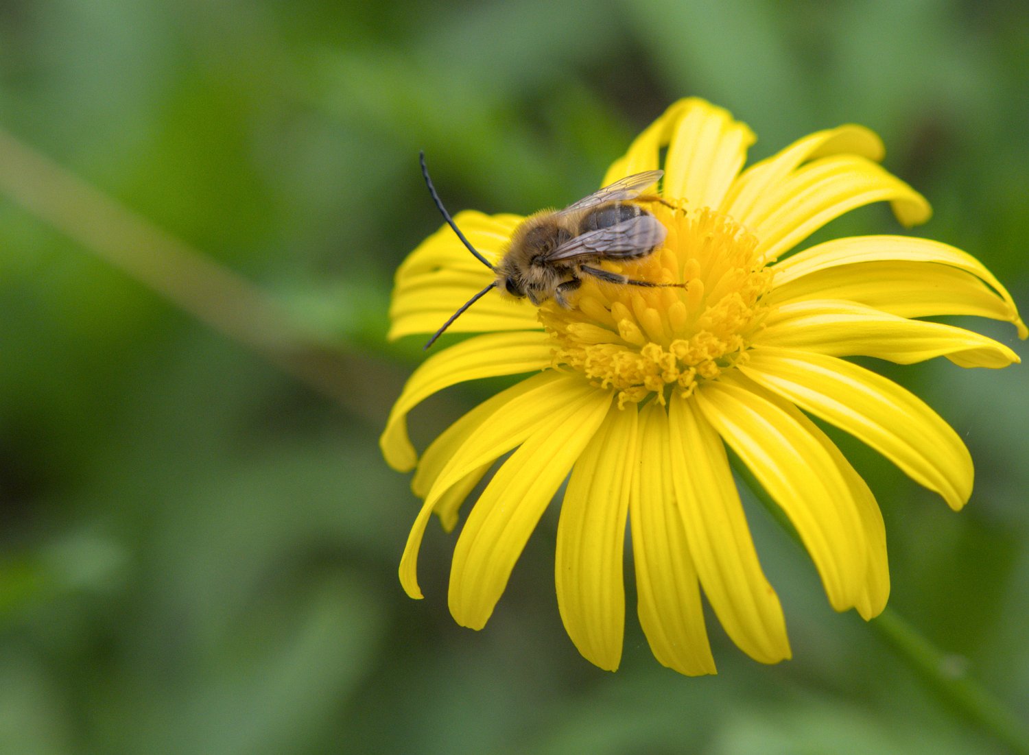 Abeille sur fleur jaune