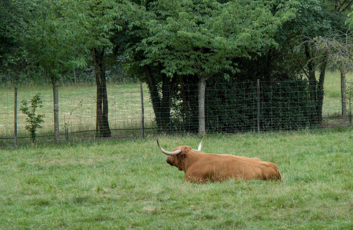 Vache Highland