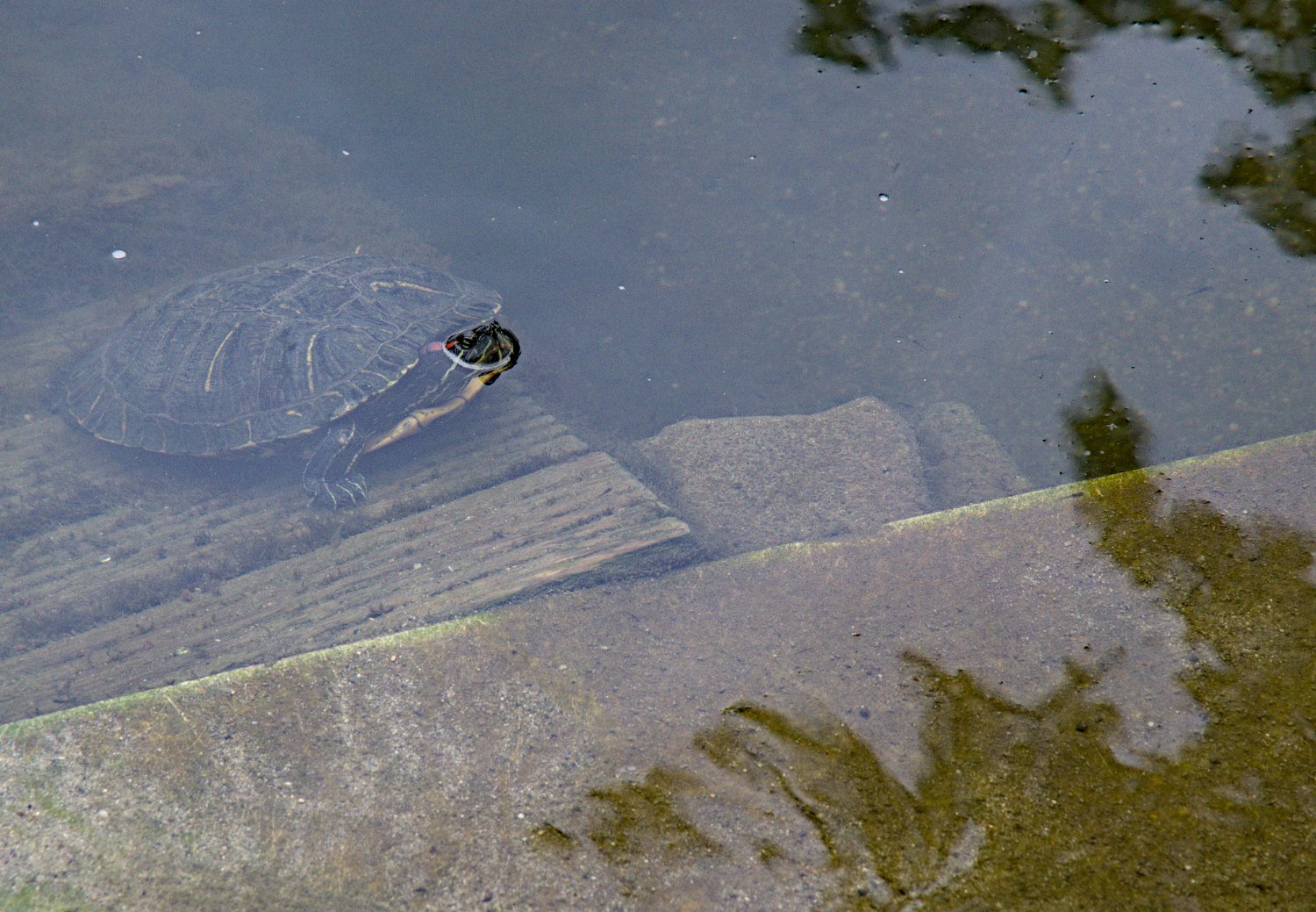 Tortue d'eau (Trachemys scripta)