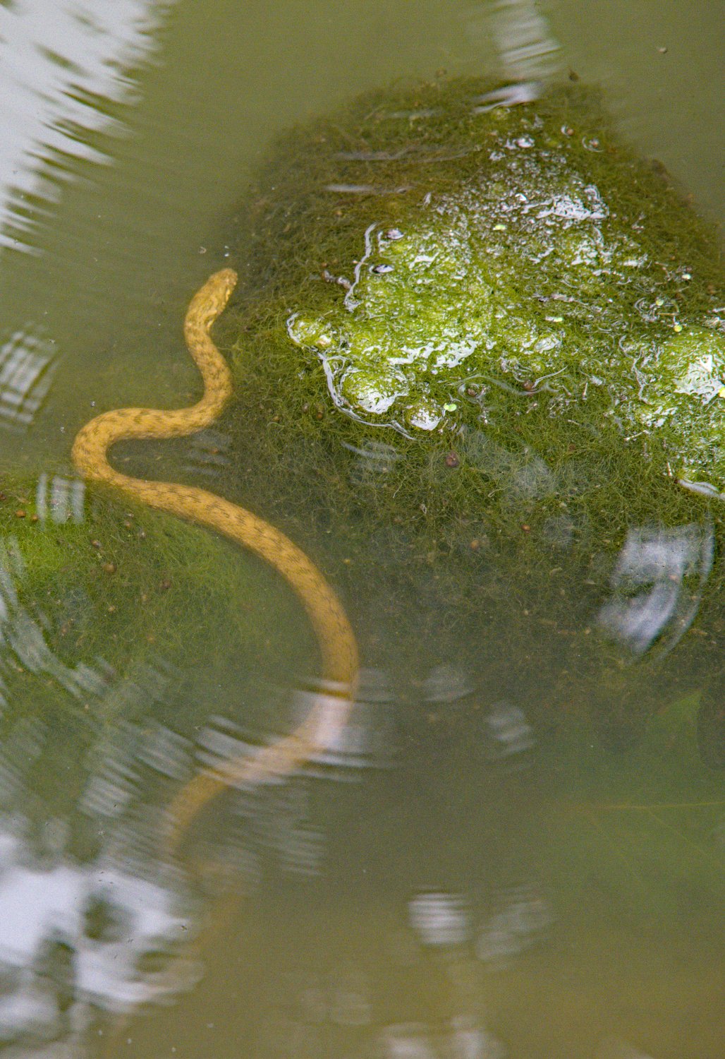 Couleuvre d'eau