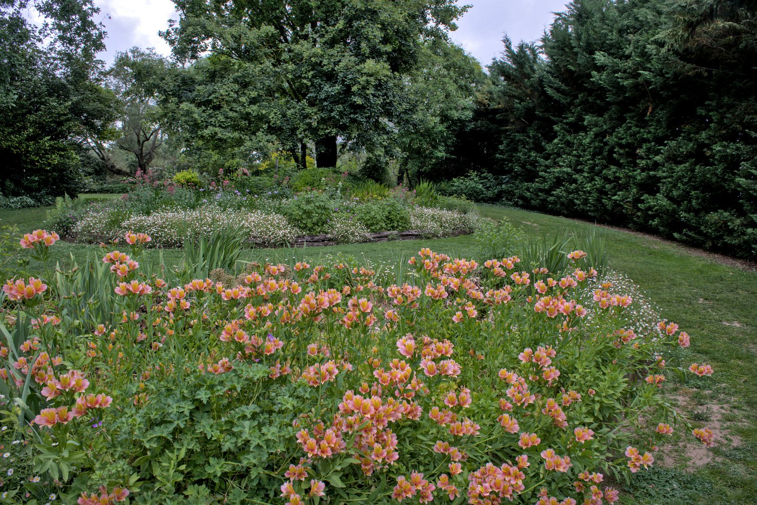 Espace peuplé de lys des Incas