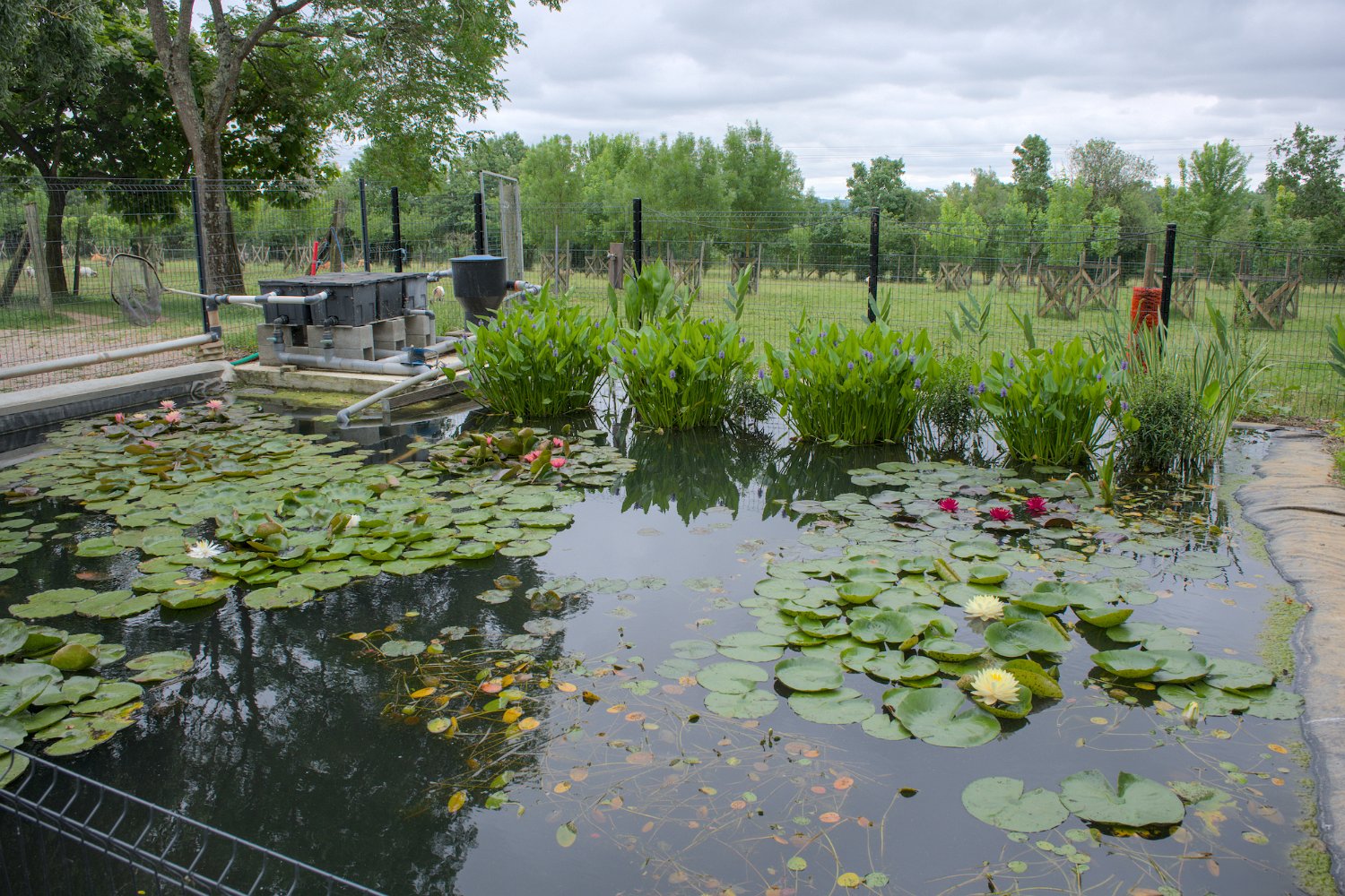 Bassin de nénuphars