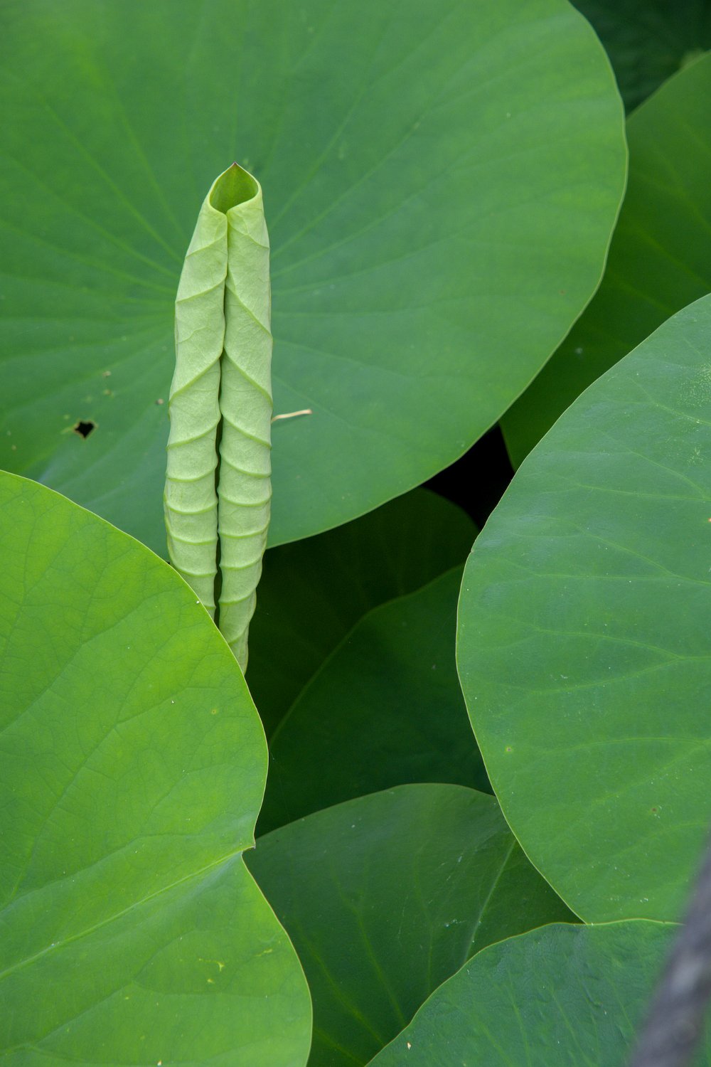 Feuilles de lotus