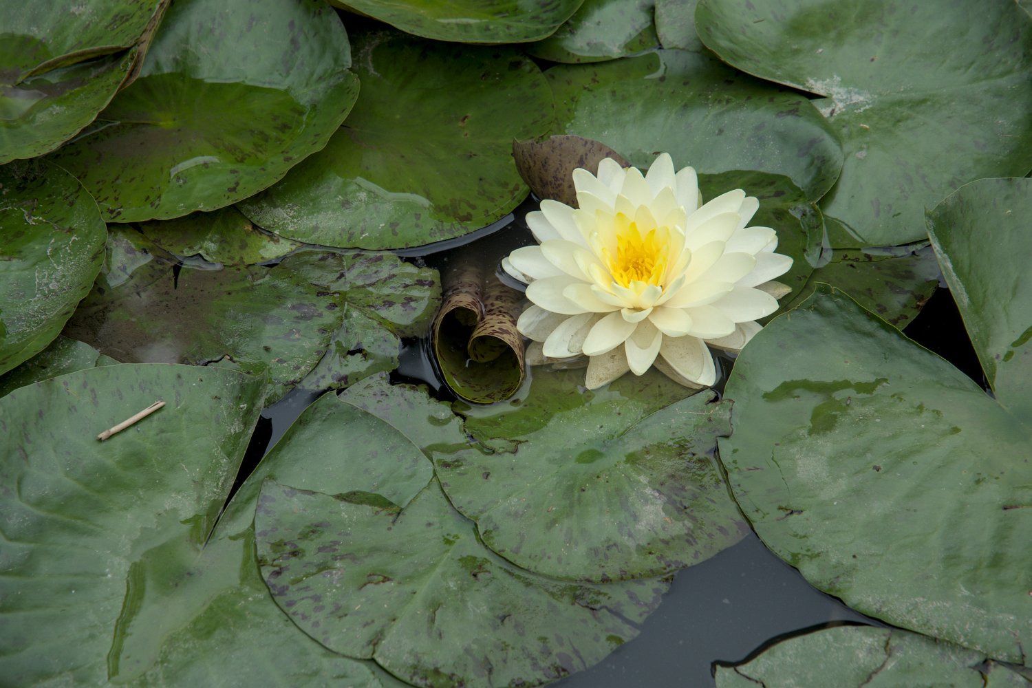 Nénuphar jaune