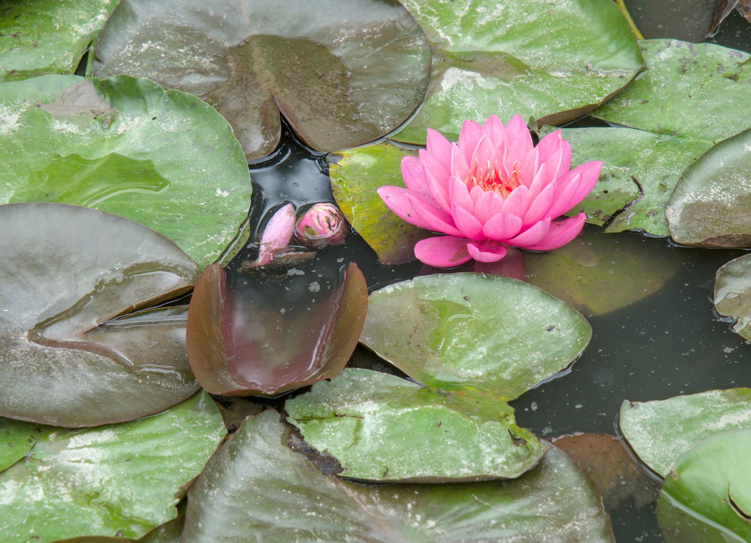 Nénuphar rose