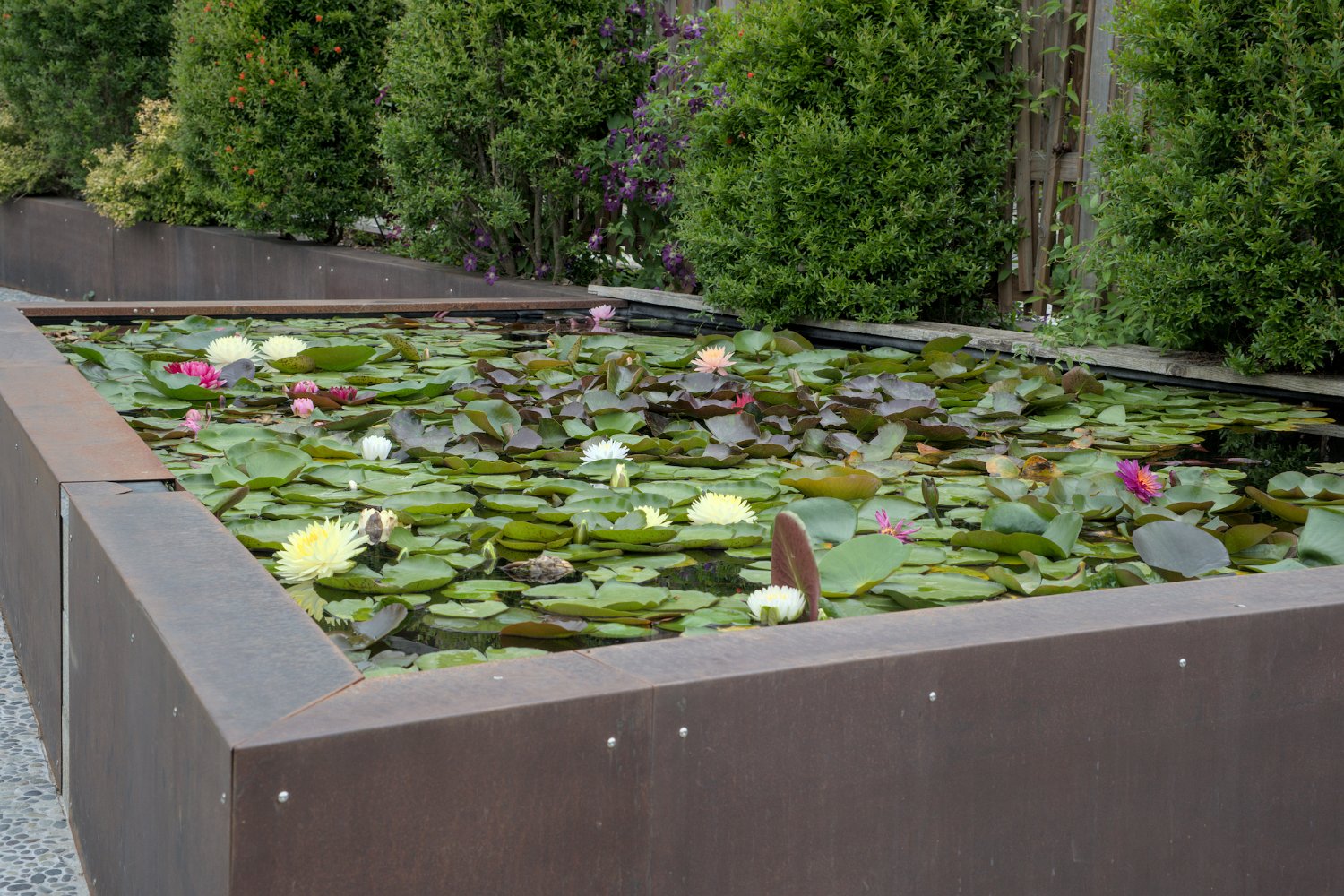 Bassin de nénuphards