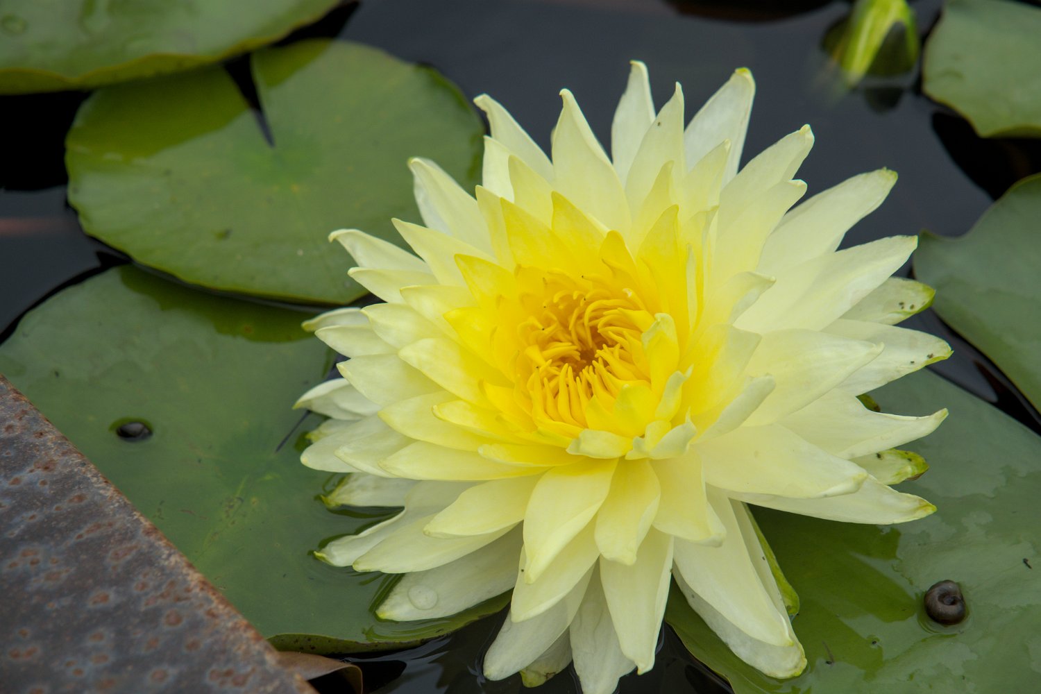 Nénuphar 