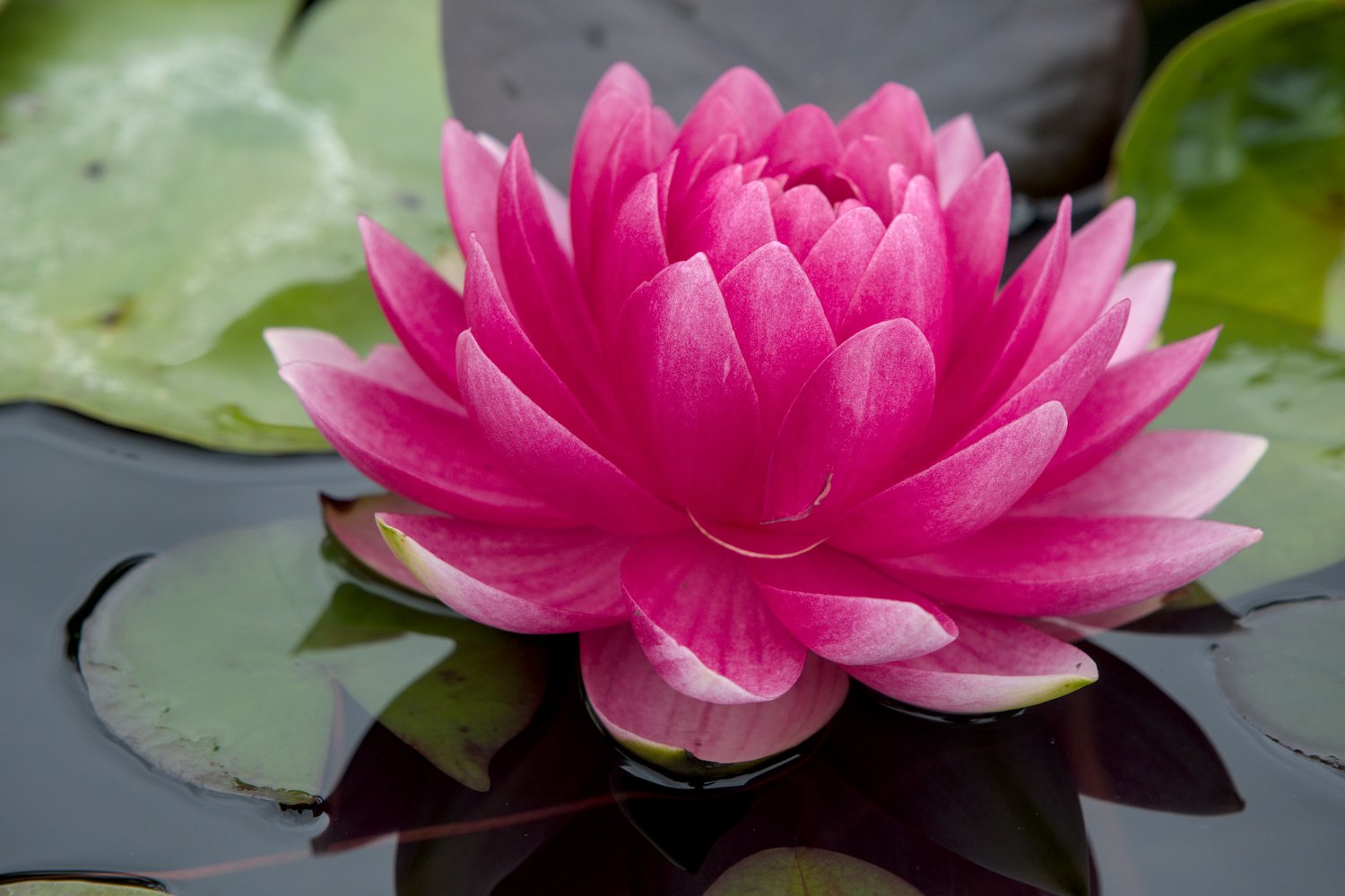 Nénuphar 