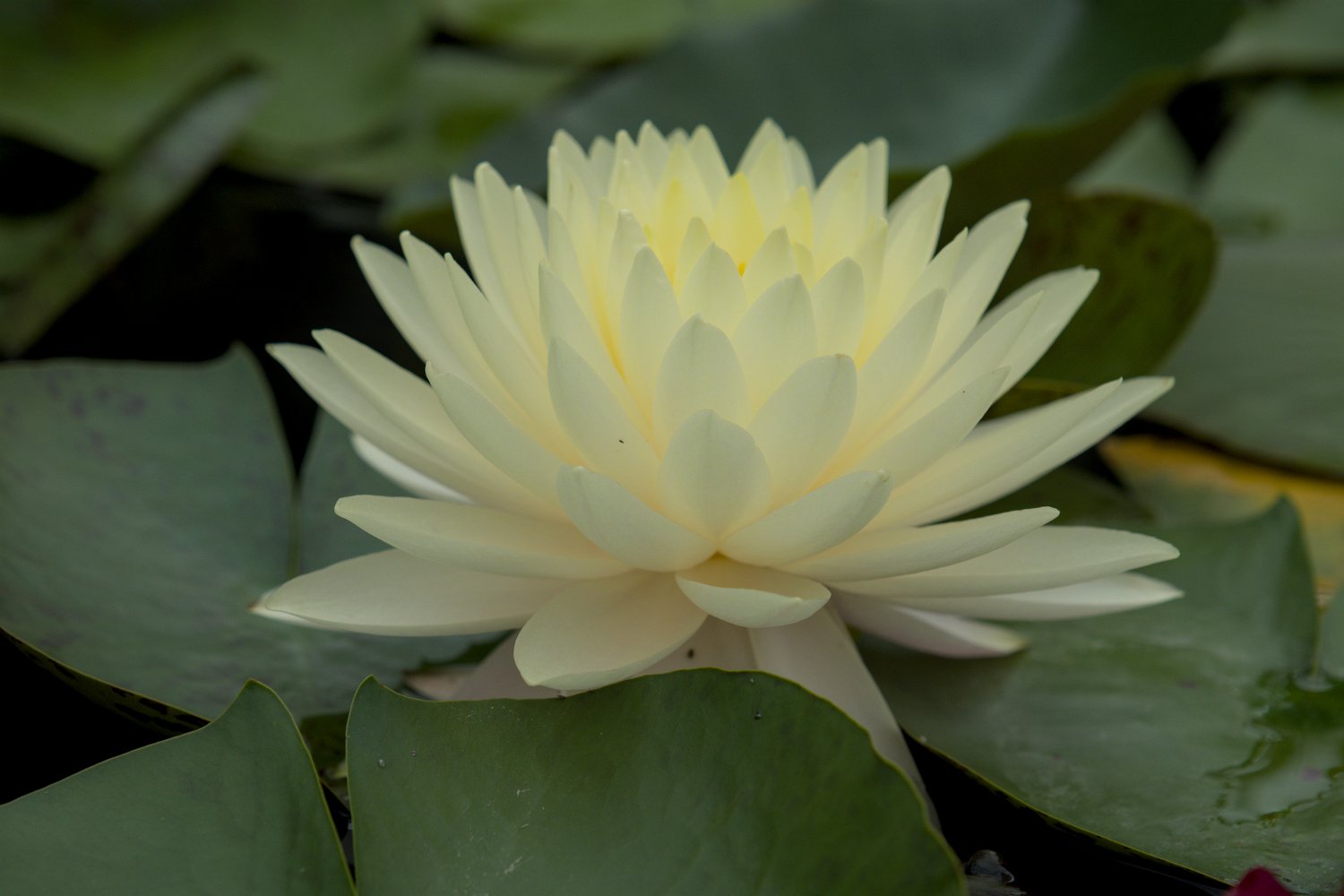 Nénuphar
