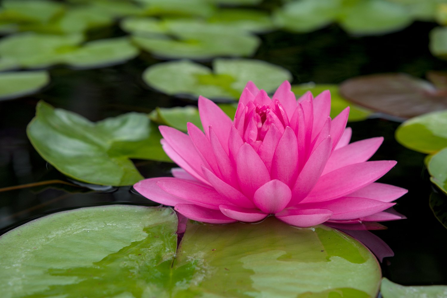 Nénuphar