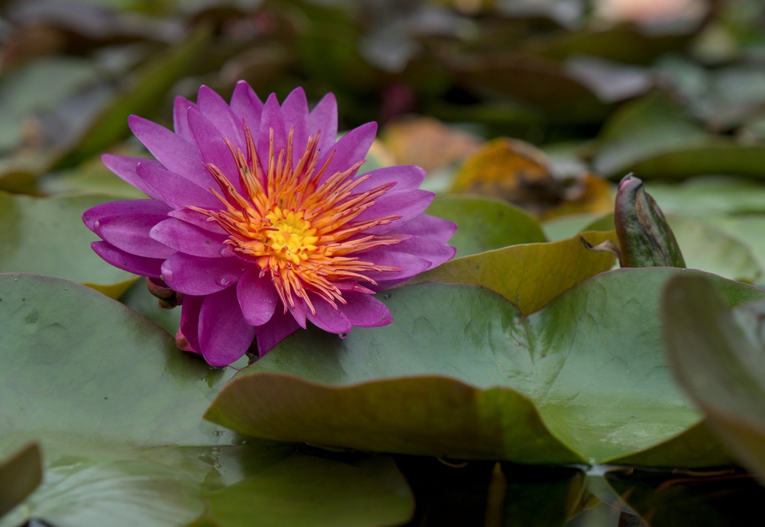 nénuphar