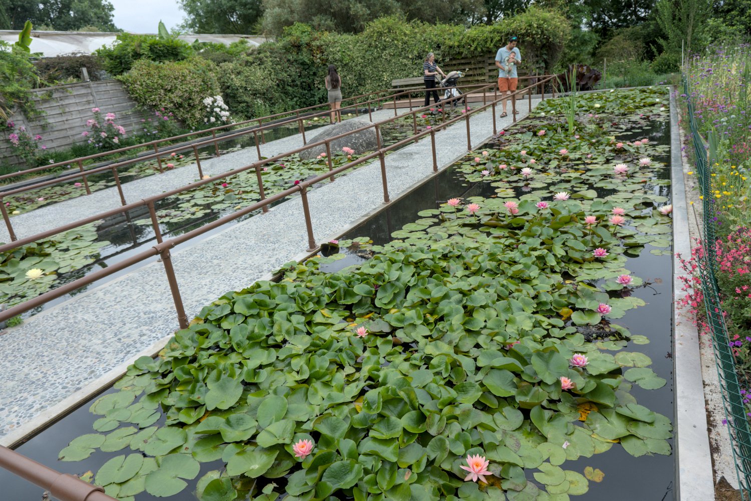 Bassin de nénuphar