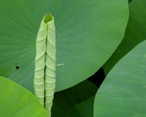 Feuilles de lotus
