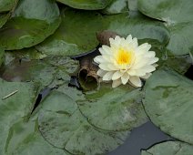 Nénuphar jaune