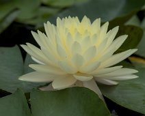 Nénuphar
