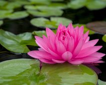 Nénuphar